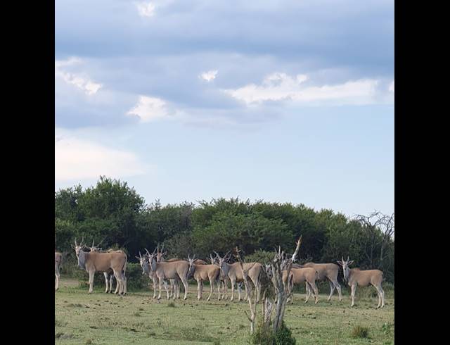 20,000,000M² FARM FOR SALE IN ESTCOURT RURAL